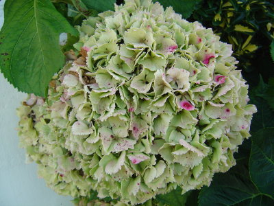 Hydrangea