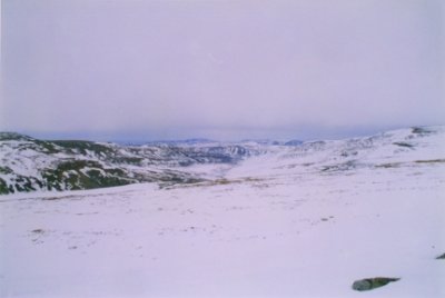 Snowy Wilderness