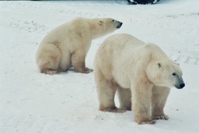1996 Churchill, Hudson Bay