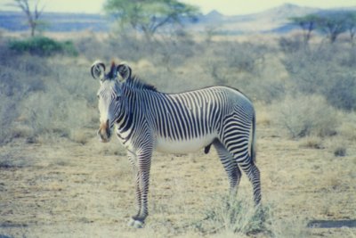 On safari in Kenya