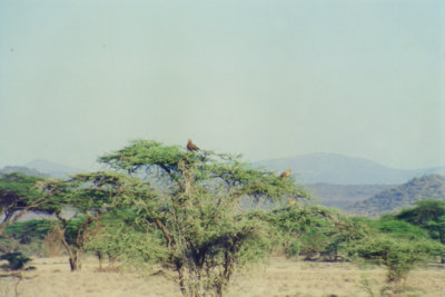 On safari in Kenya