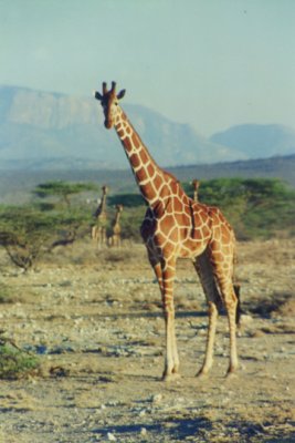 On safari in Kenya