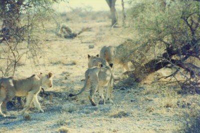 On safari in Kenya