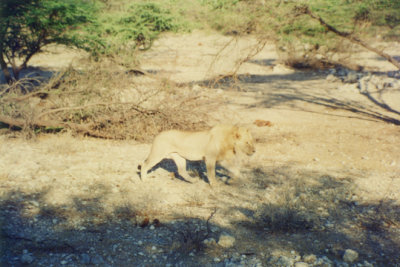 On safari in Kenya