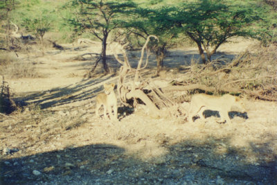 On safari in Kenya