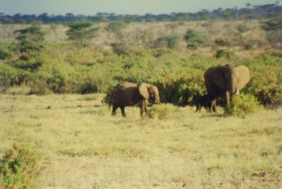 On safari in Kenya