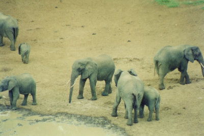 On safari in Kenya