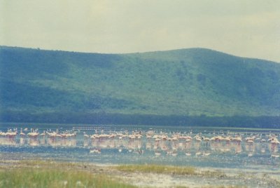 On safari in Kenya