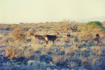 On safari in Kenya