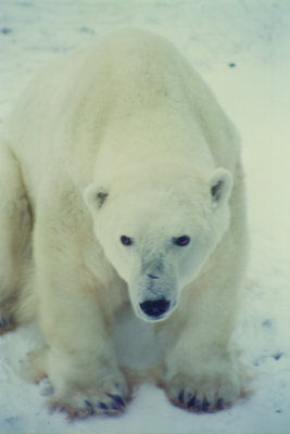 Polar Bear