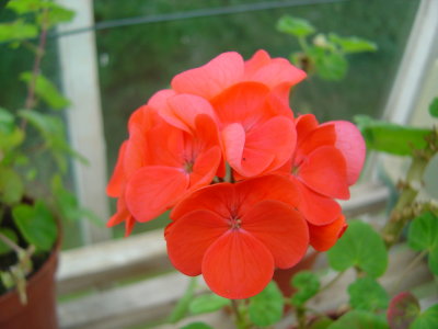 Greenhouse Flowers