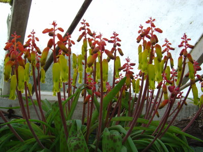 Greenhouse Flowers