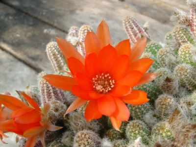 Greenhouse Flowers