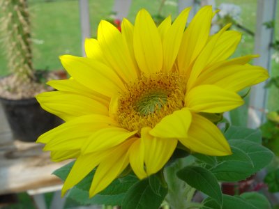 Greenhouse Flowers