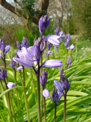 Spring Flowers