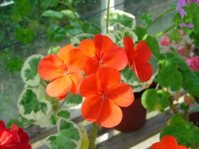 Greenhouse Flowers