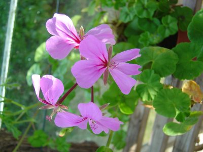 Greenhouse Flowers