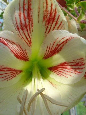 Greenhouse Flowers