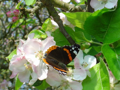 Red admiral feeding on apple blossom