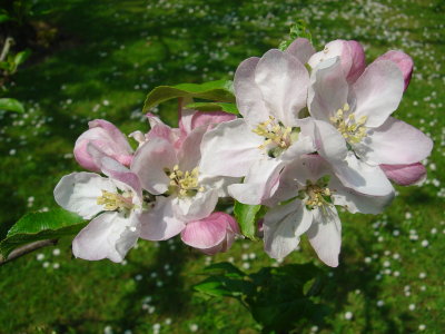 Spring Flowers