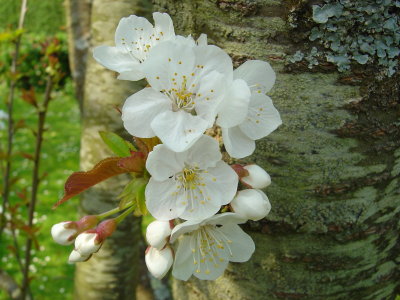 Spring Flowers