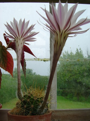 Greenhouse Flowers