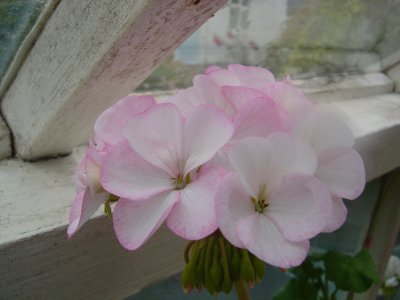 Greenhouse Flowers