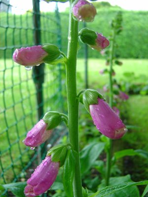 Spring Flowers