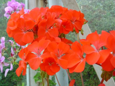 Greenhouse Flowers