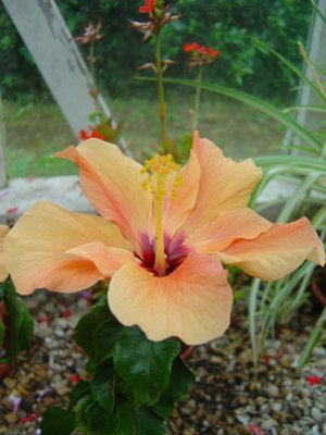 Greenhouse Flowers