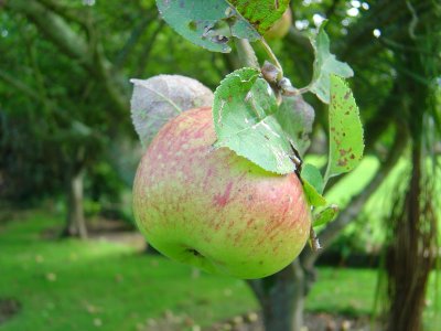 Apple Harvest 2007