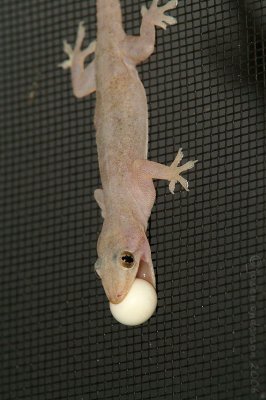 Asian Gecko - Carrying egg