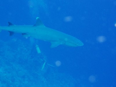 North Horn Osprey Reef  & Shark feed day 2 (1).