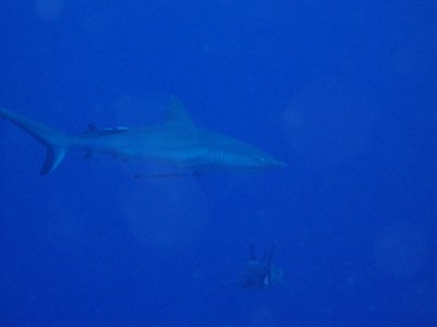 North Horn Osprey Reef  & Shark feed day 2 (2)