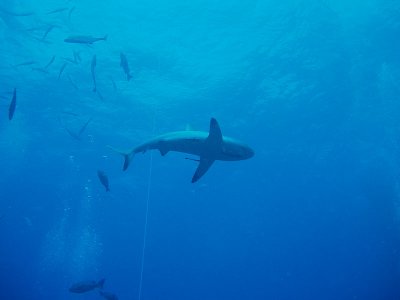 North Horn Osprey Reef & Shark feed day 2 (27)