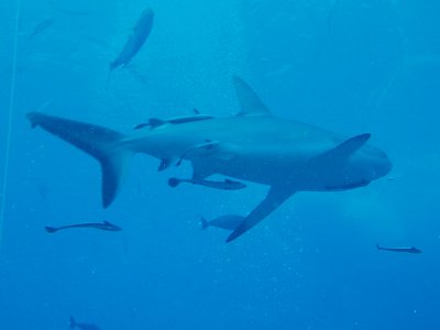 North Horn Osprey Reef  & Shark feed day 2 (28)