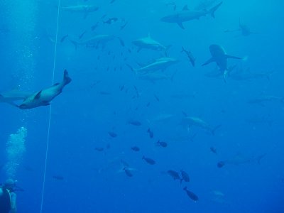North Horn Osprey Reef  & Shark feed day 2 (29)