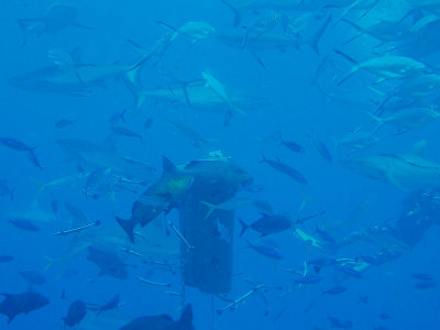 North Horn Osprey Reef  & Shark feed day 2 (30)