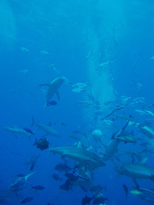 North Horn Osprey Reef  & Shark feed day 2 (32)