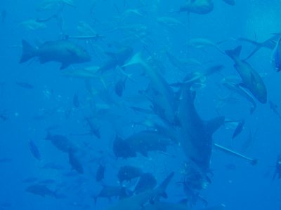 North Horn Osprey Reef  & Shark feed day 2 (33)