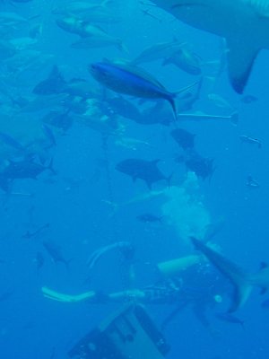 North Horn Osprey Reef  & Shark feed day 2 (34)