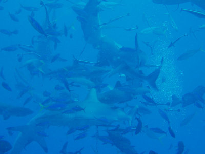 North Horn Osprey Reef  & Shark feed day 2 (35)