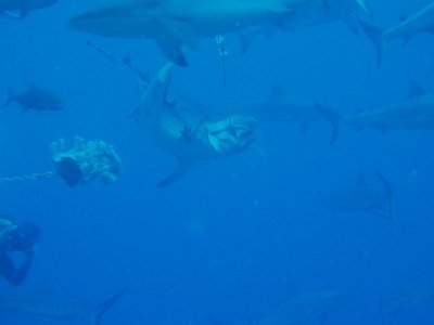 North Horn Osprey Reef  & Shark feed day 2 (36)