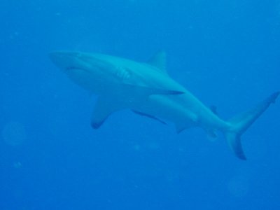 North Horn Osprey Reef  & Shark feed day 2 (42)