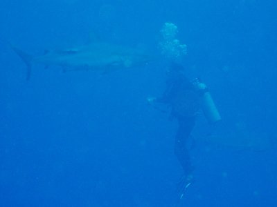 North Horn Osprey Reef  & Shark feed day 2 (43)