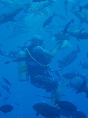 North Horn Osprey Reef  & Shark feed day 2 (47)