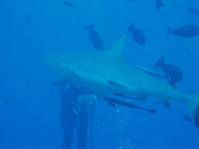 North Horn Osprey Reef  & Shark feed day 2 (49)