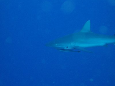 North Horn Osprey Reef  & Shark feed day 2 (5)