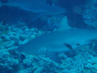 North Horn Osprey Reef  & Shark feed day 2 (50)