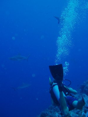 North Horn Osprey Reef  & Shark feed day 2 (51)